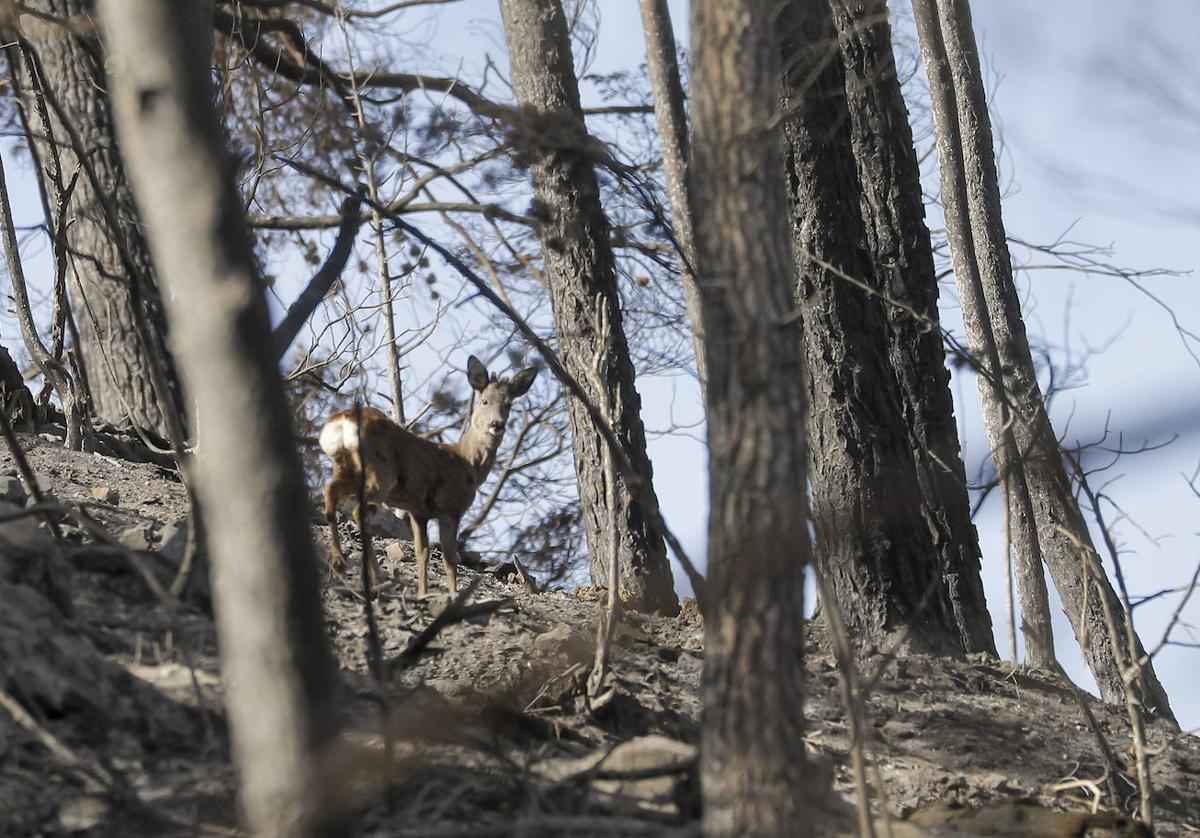 Zona arrasada por el fuego en Castellón.