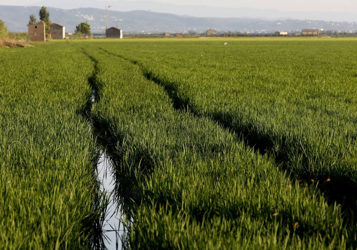 Vista de un arrozal en la Albufera.