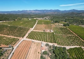 Terrenos donde se ubicaría la planta solar fotovoltaica.