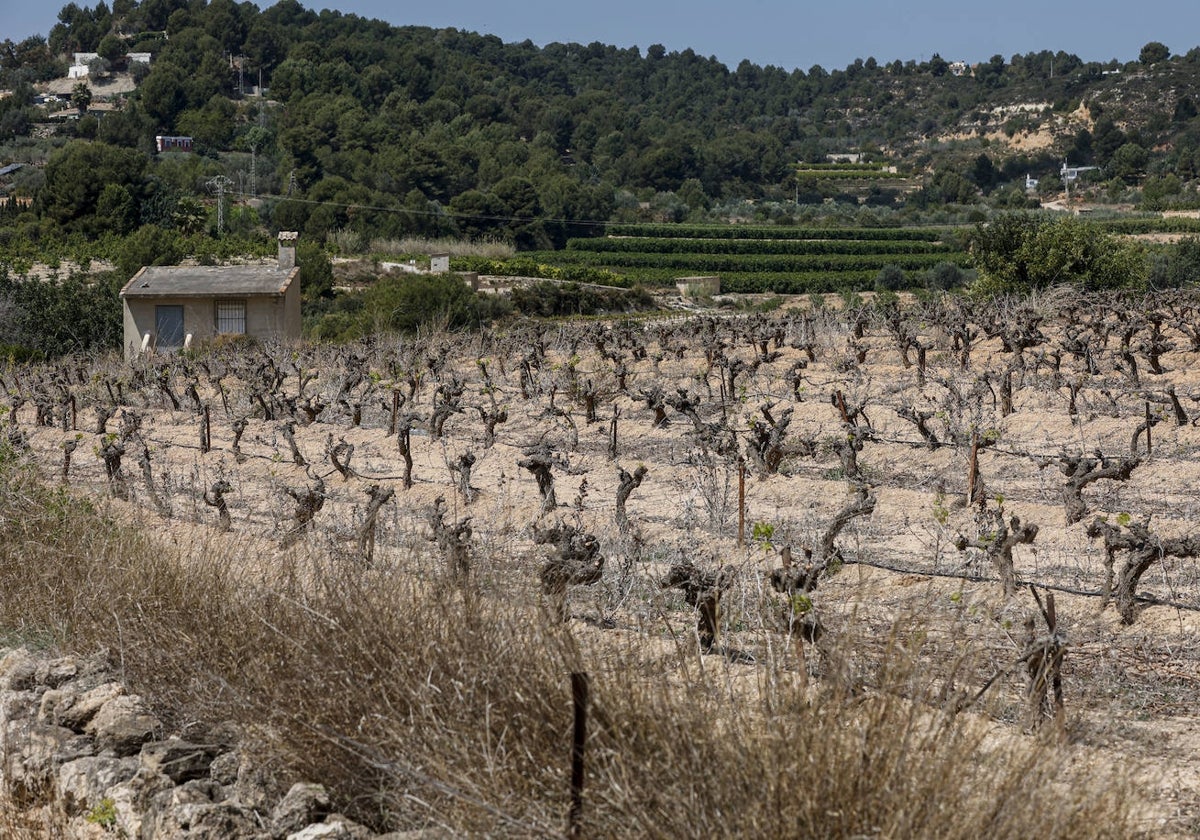 Un campo de vides en Chiva.