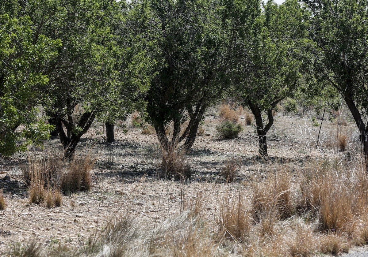 Un campo de cultivo en Chiva.