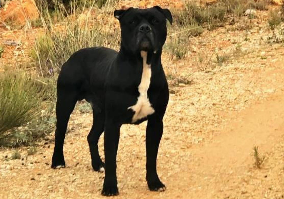 El animal que causó la muerte a la mujer.