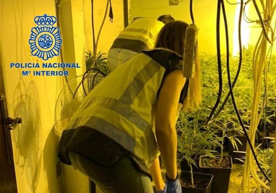 Dos policías en la plantación de marihuana hallada en una vivienda de Patraix.