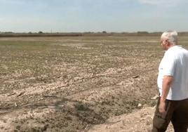 Juan MIguel, agricultor alicantino, observa los campos sin cultivar de melones.