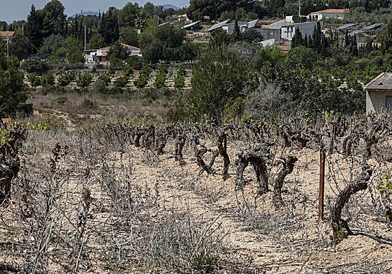 Un campo en Chiva con falta de agua.