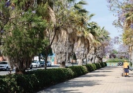 Palmeras pendientes de podar, en el bulevar central de Tres Forques, en Fuensanta.