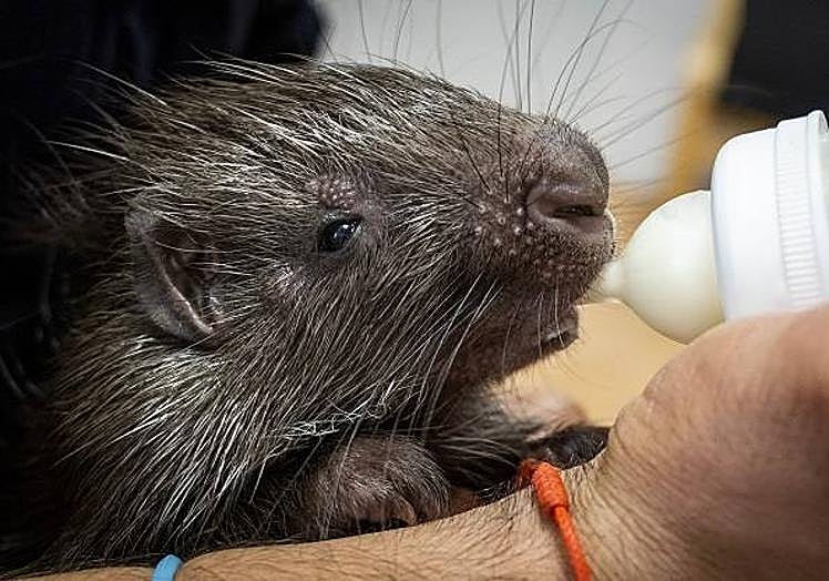 Imagen principal - La quinta cría de puercoespín sudafricano nacida en BIOPARC Valencia con un mes de vida.