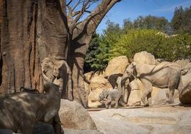 Makena, la cría de elefante, cumple 6 meses y comienza a explorar el bosque de baobabs y el lago de los elefantes de BIOPARC Valencia