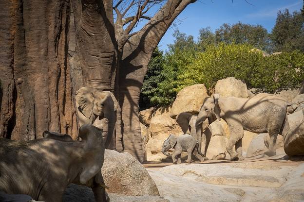 Makena, la cría de elefante, cumple 6 meses y comienza a explorar el bosque de baobabs y el lago de los elefantes de BIOPARC Valencia