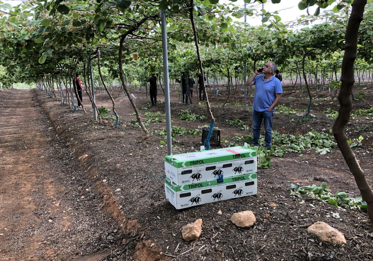 Tarea de aclareo y cajas de abejorros para polinizar kiwis, en Chulilla.