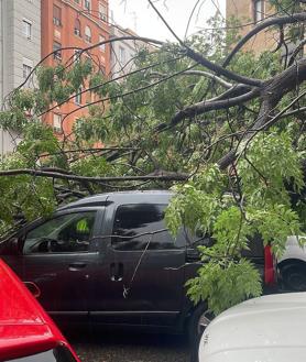 Imagen secundaria 2 - La tromba de agua derriba un gran árbol en la ciudad de Valencia y causa daños en vehículos