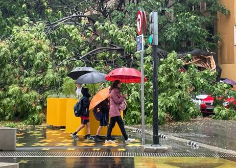 Imagen secundaria 1 - La tromba de agua derriba un gran árbol en la ciudad de Valencia y causa daños en vehículos