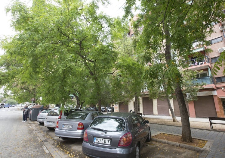 Imagen principal - Árboles sin podar en la calle Escultor Salzillo; parque de Doctor Berenguer Ferrer, con la tierra en las aceras y escaso paso para peatones en la calle Pare Esteban Pernet.