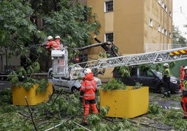 Los bomberos retiran, el pasado martes, las ramas del árbol caído entre los maceteros.