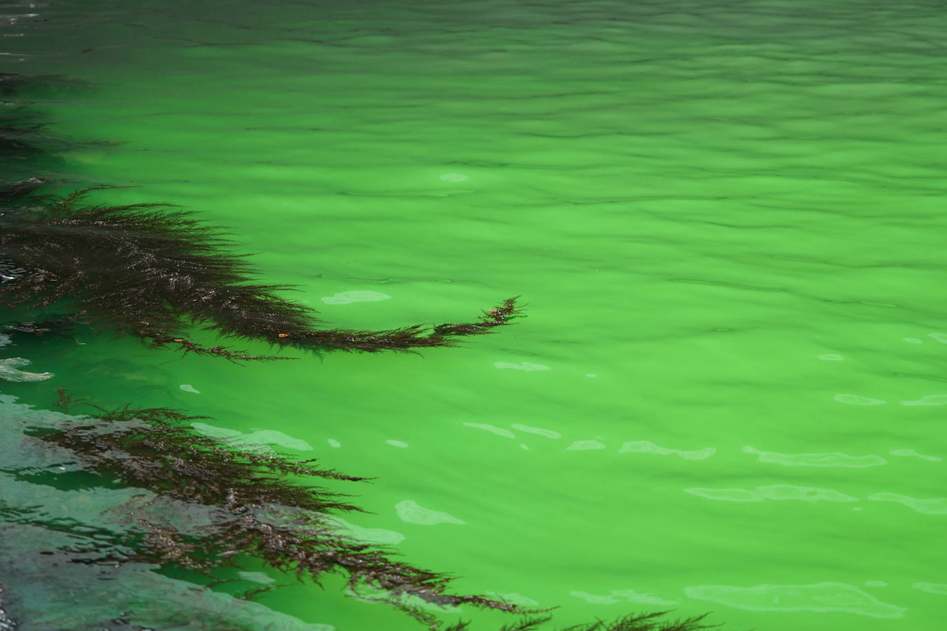 Las aguas del Gran Canal de Venecia se tiñen de verde fosforescente