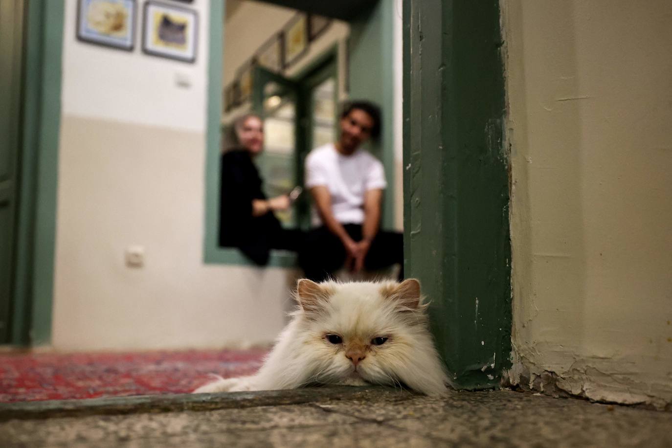 El museo con gatos de Teherán