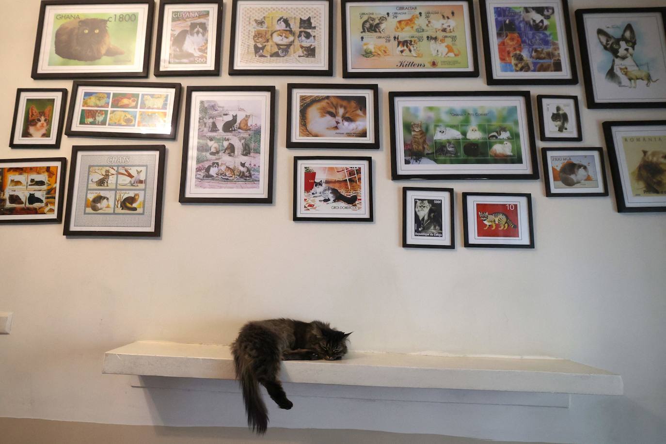 El museo con gatos de Teherán