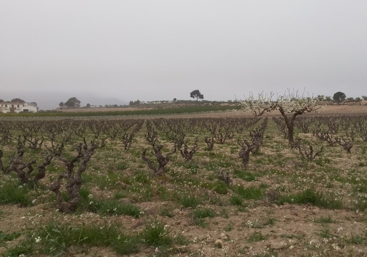 Viñedos en la comarca de la Costera.