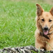 ¿Por qué los perros se muerden la cola?