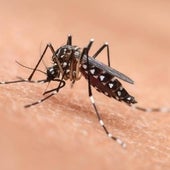 Así es 'Mosquito Alert', la nueva app de Sanidad para notificar las picaduras de mosquito tigre