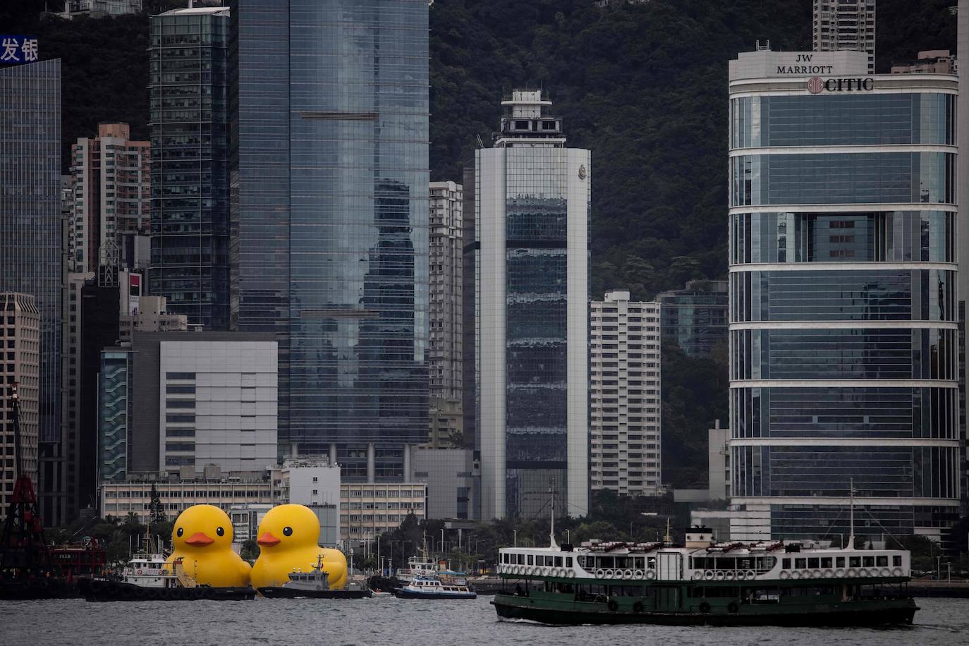 Los gigantes patos hinchables de Hofman llegan a Hong Kong