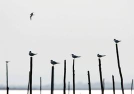 Aves en la Albufera de Valencia.