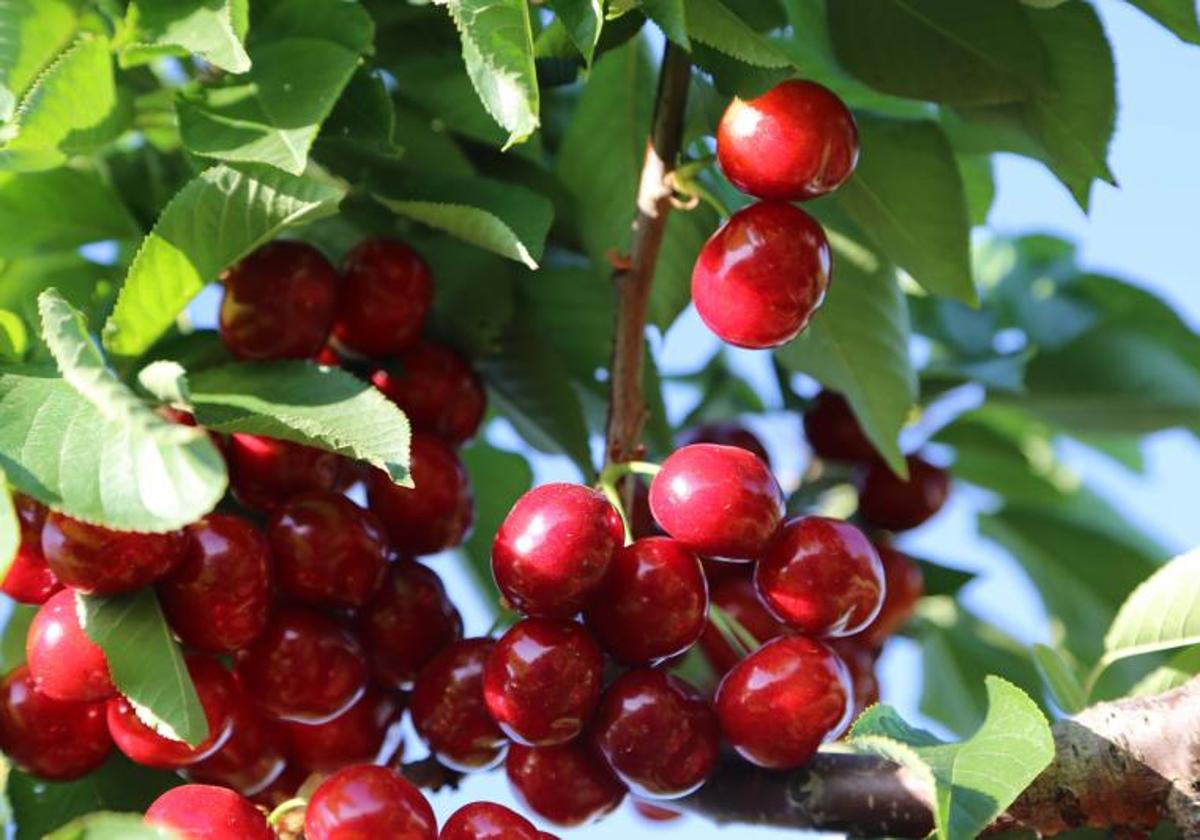 Cerezas de la montaña de Alicante.