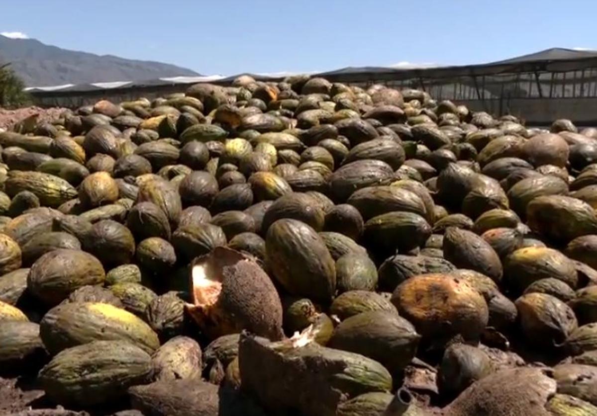 Miles de kilos de melones y sandías, tirados a la basura