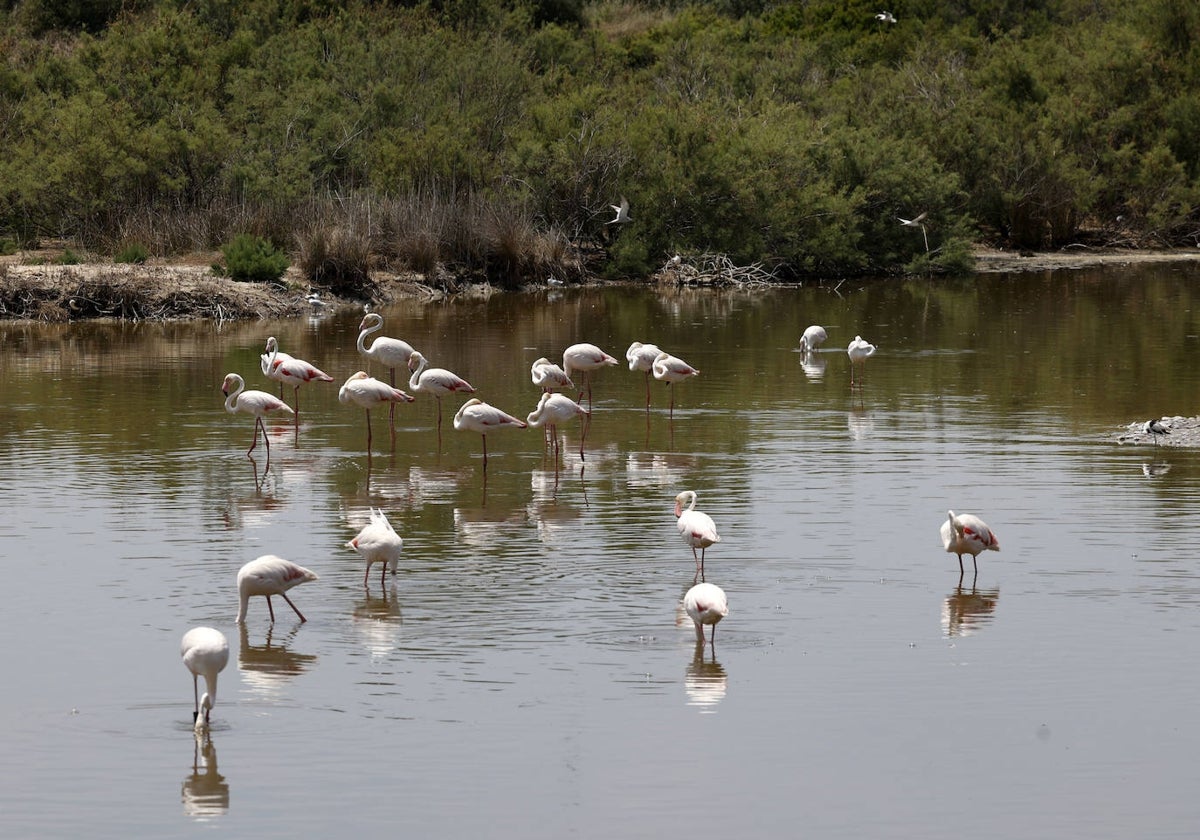 Flamencos en un campo de arroz de la Albufera este viernes.