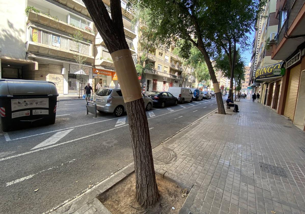 Árboles con la banda de cartón en la avenida Burjassot de Valencia.