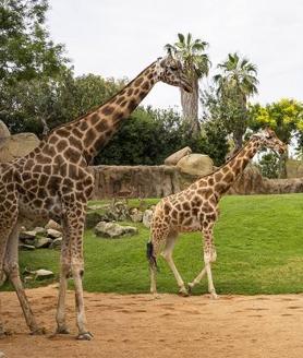 Imagen secundaria 2 - BIOPARC Valencia