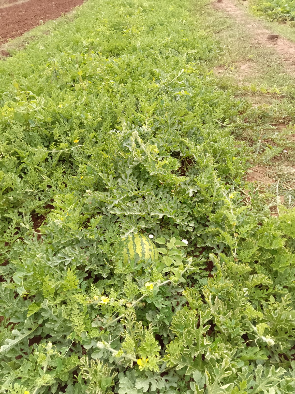 Plantación de sandías en un campo valenciano.