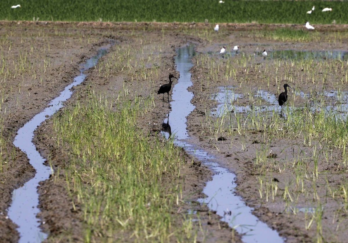 Un campo de arroz con aves en la Albufera.