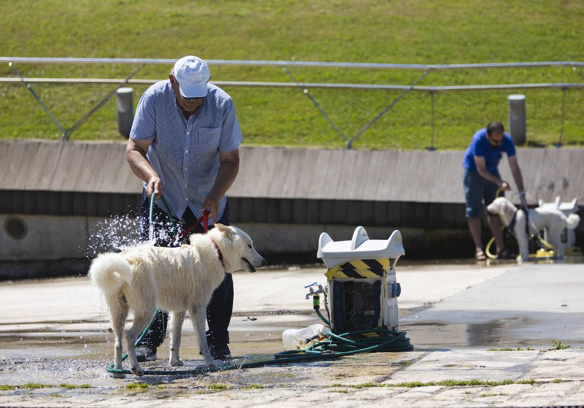 Varias personas refrescando a sus perros en una imagen de archivo.