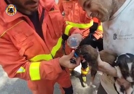 Tres de los perritos rescatados son hidratados por los efectivos de bomberos.