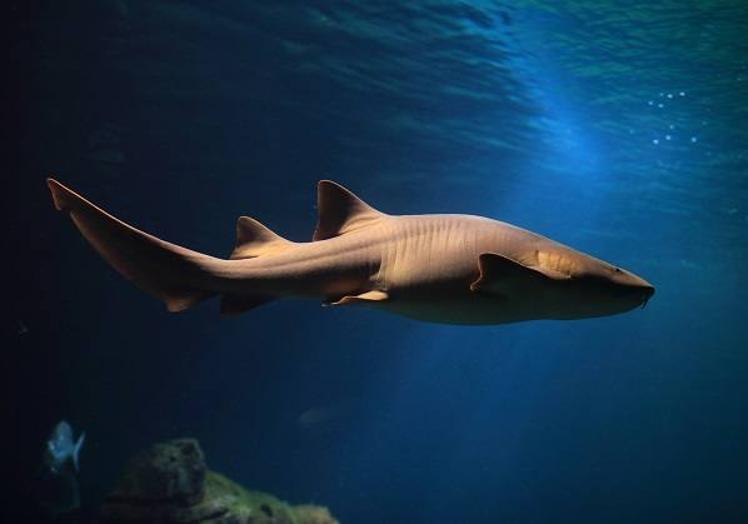 Imagen principal - Tiburón Nodriza en Oceanogràfic Valencia