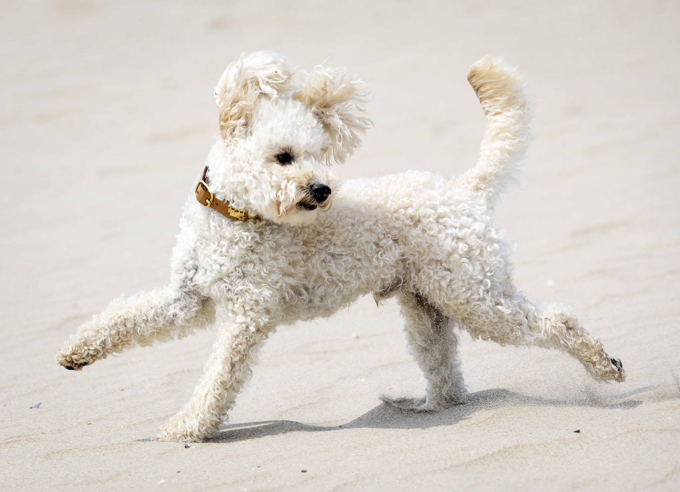 Mambo, el perro de la familia real holandesa