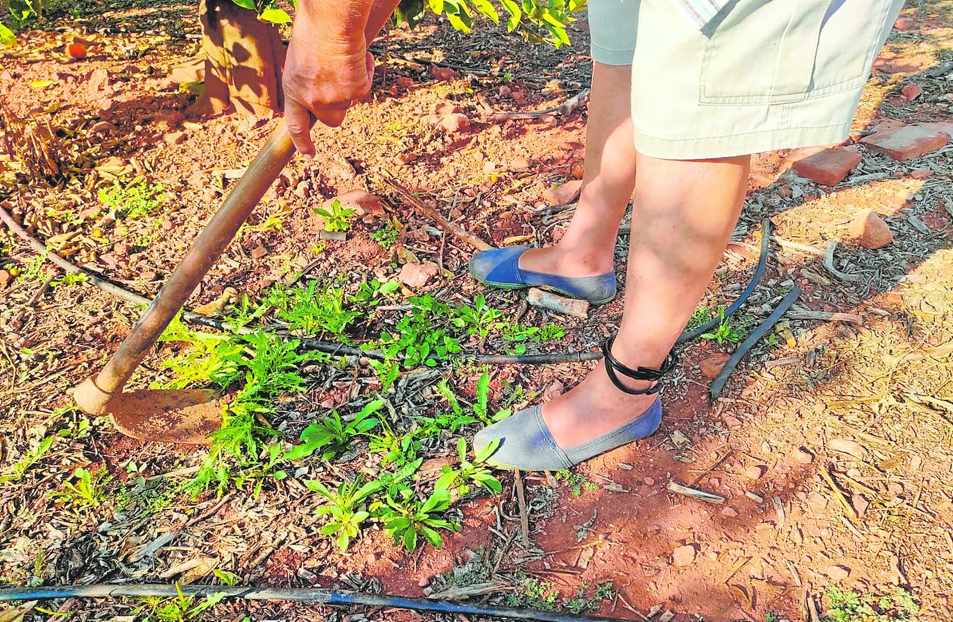 Un agricultor trabaja con collar antiparásitos