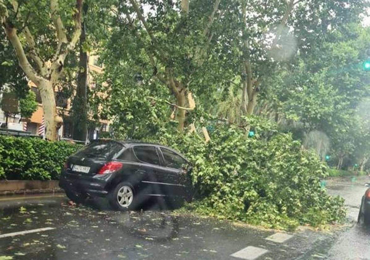 Un árbol caído encima de un coche en la Avenida Fernando el Católico.