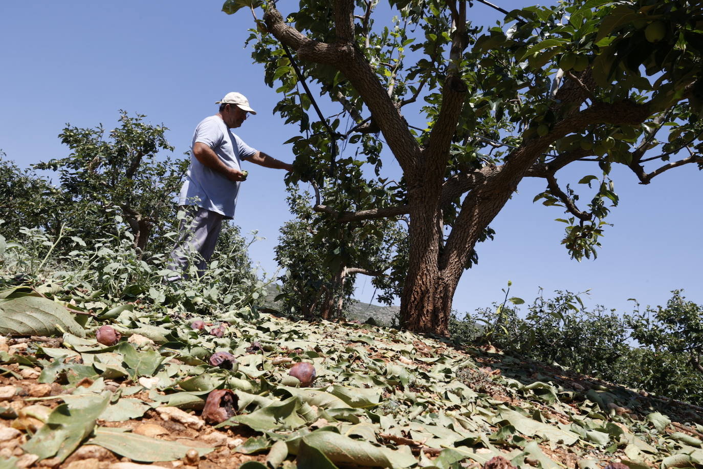 La granizada arrasa cosechas en el campo valenciano