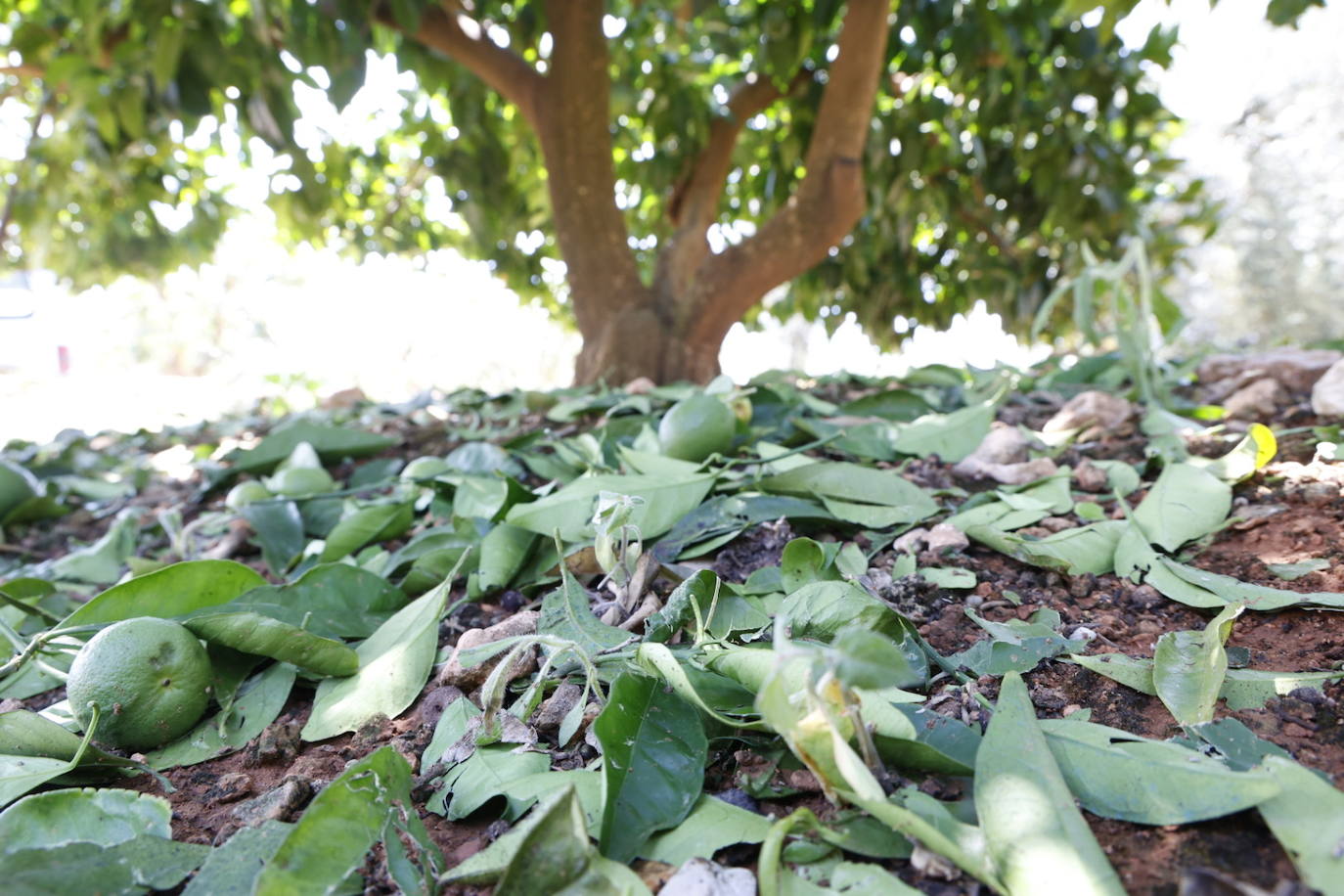 La granizada arrasa cosechas en el campo valenciano