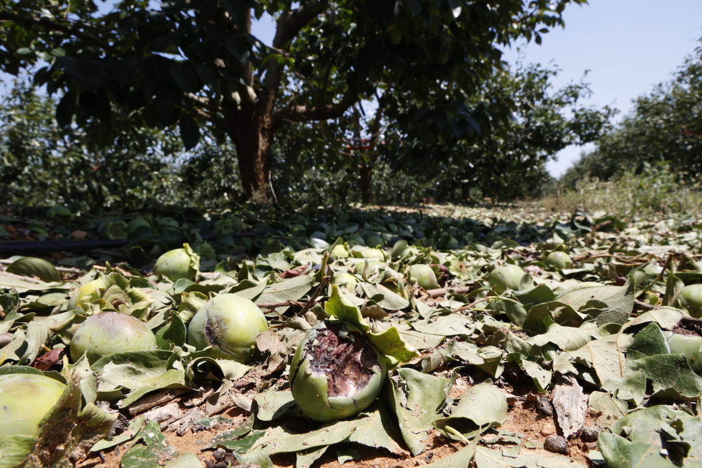 La granizada arrasa cosechas en el campo valenciano