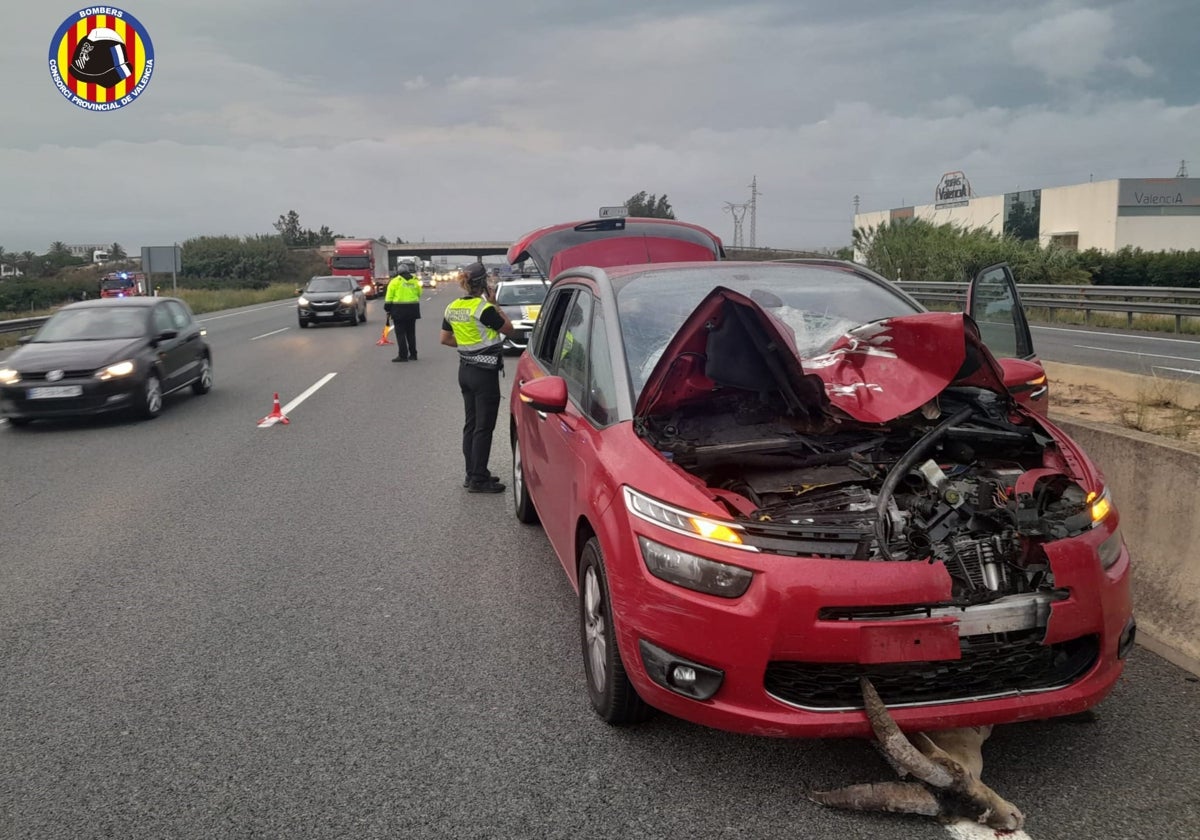 La cabra bajo el vehículo por el que fue embestida.