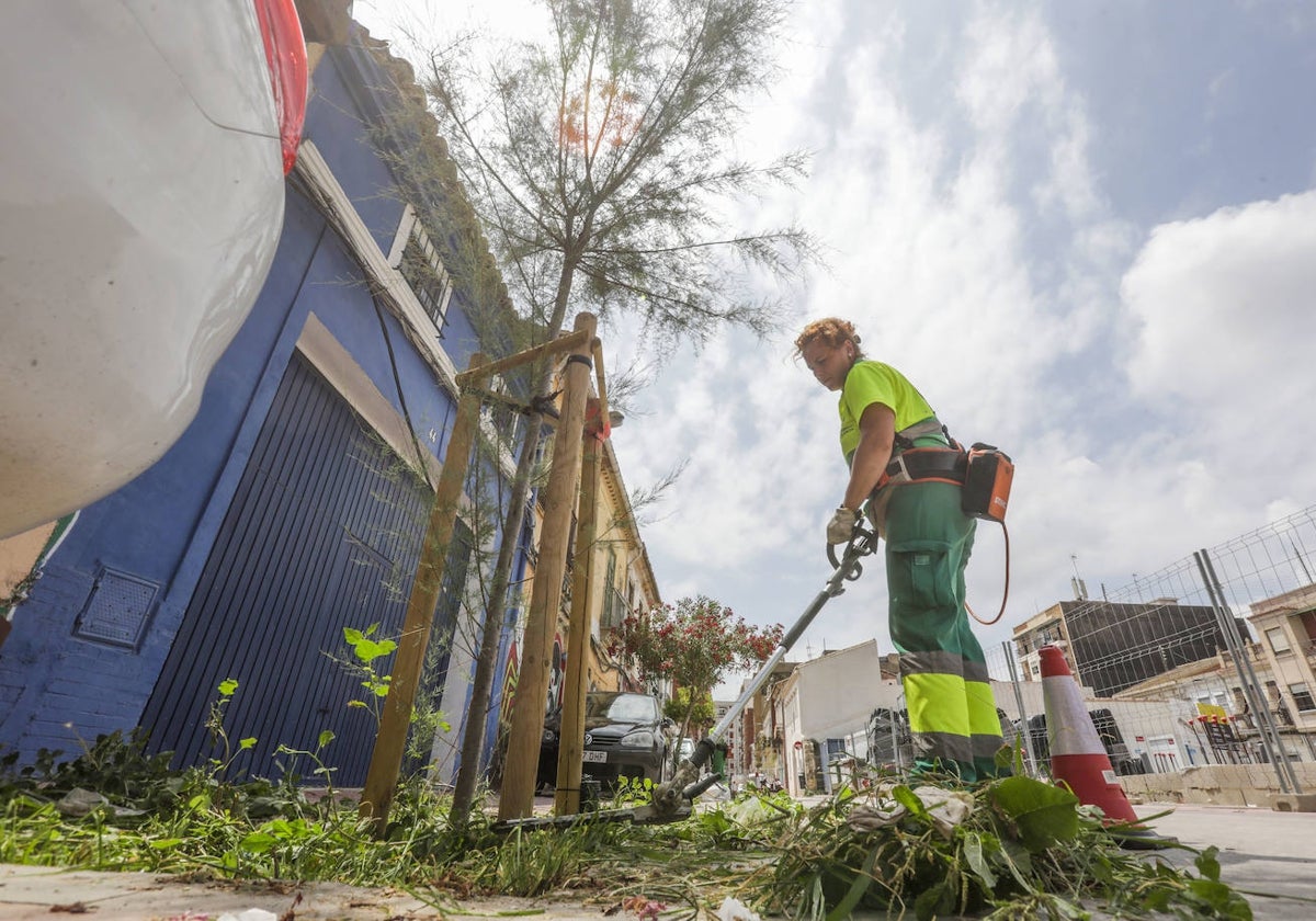 Retirada de las hierbas acumuladas en un alcorque de la calle San Pedro, en el barrio del Cabanyal.