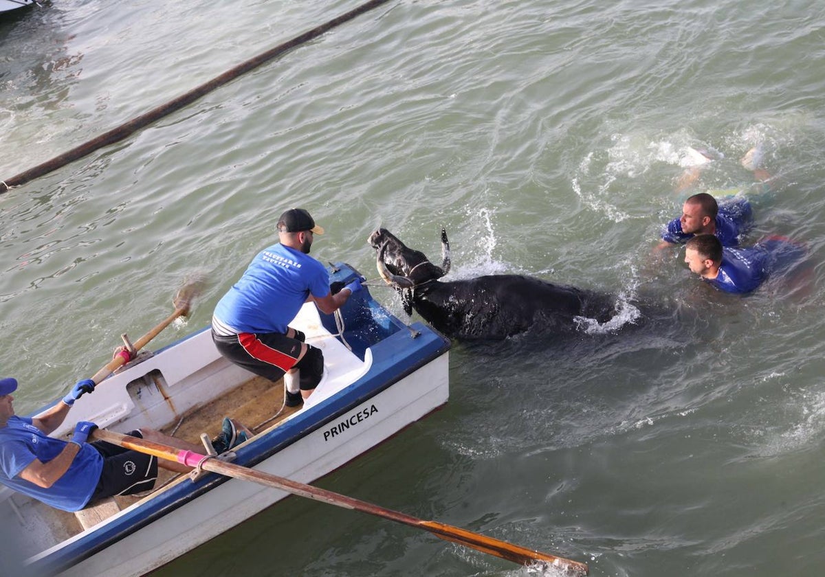 Uno de los toros de los bous a la mar de este lunes, en el agua.