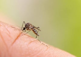 La OCU revela los métodos menos efectivos contra los mosquitos