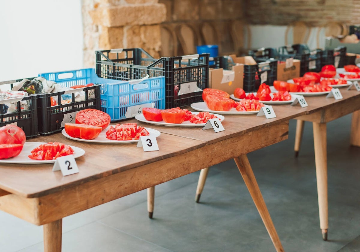 Los tomates participantes en una edición anterior del concurso.