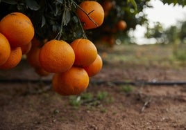 Campo de naranjas