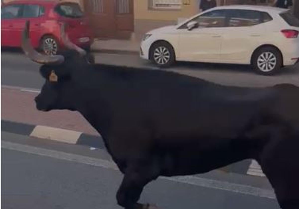 Un mujer de 74 años, herida grave al ser embestida por un toro que se escapó de un festejo en Tavernes Blanques