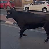 Un mujer de 74 años, herida grave al ser embestida por un toro que se escapó de un festejo en Tavernes Blanques